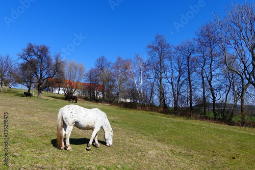 grasendes Pferd  © cagala