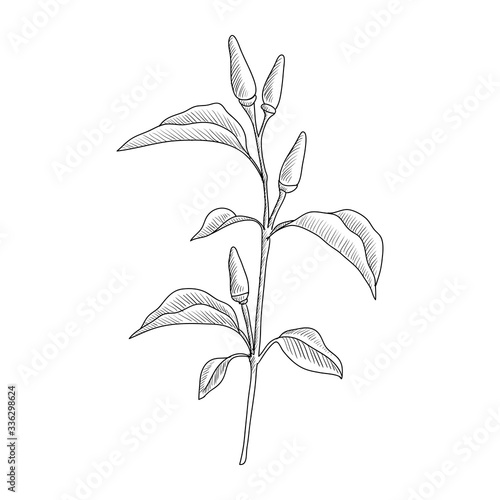 vector drawing chili pepper plant
