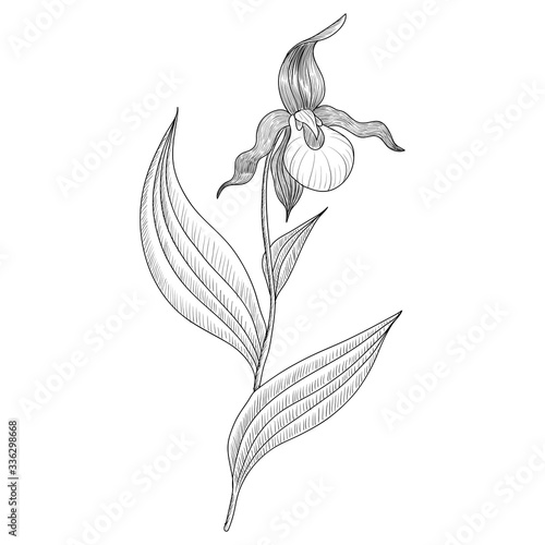 vector drawing yellow lady's slipper