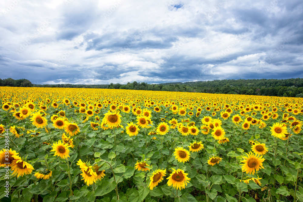 Large beautiful field of sunflowers