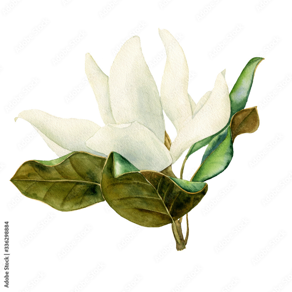 Obraz premium watercolor drawing magnolia flower