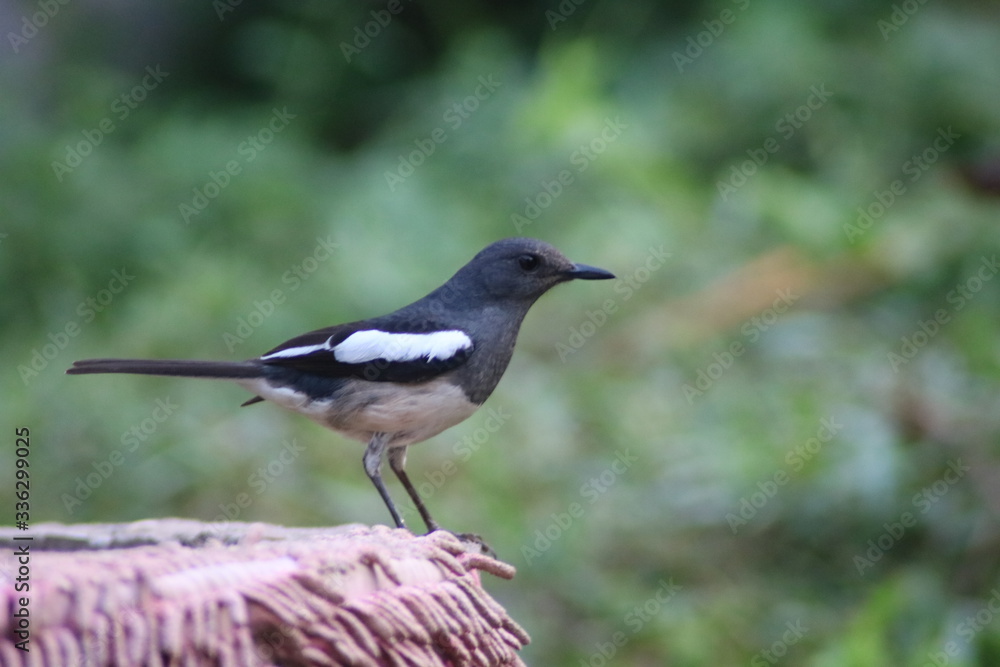 Magpie Magpie
