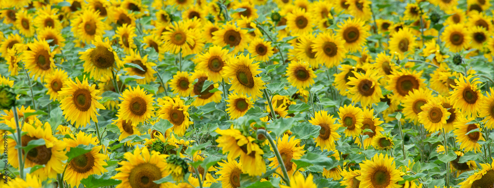Large beautiful field of sunflowers Large beautiful field of sunflowers