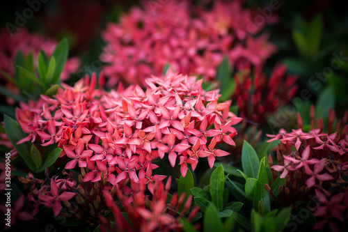 Red pink spike flower