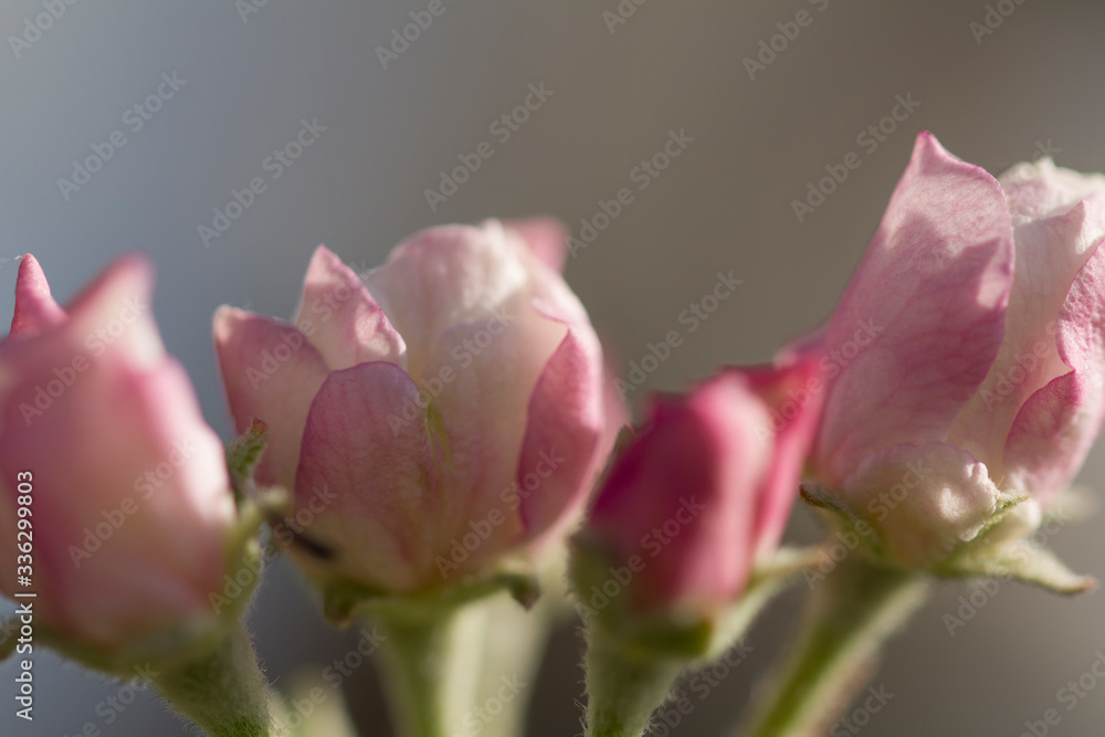 Spring blooming tree. Beautiful apple flowers on branch. Apple bud Close-up. Macro shot Spring blooming tree. Beautiful apple flowers on branch. Apple bud Close-up. Macro shot