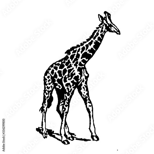 Giraffe illustration isolated on white background