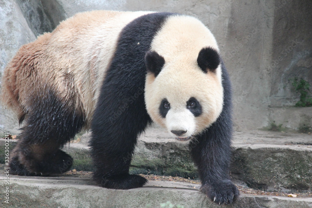 Obraz premium 見つけたぞ～