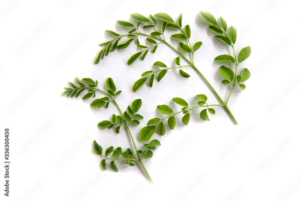 Green branch of moringa leaves on white background isolate Green branch of moringa leaves on white background isolate