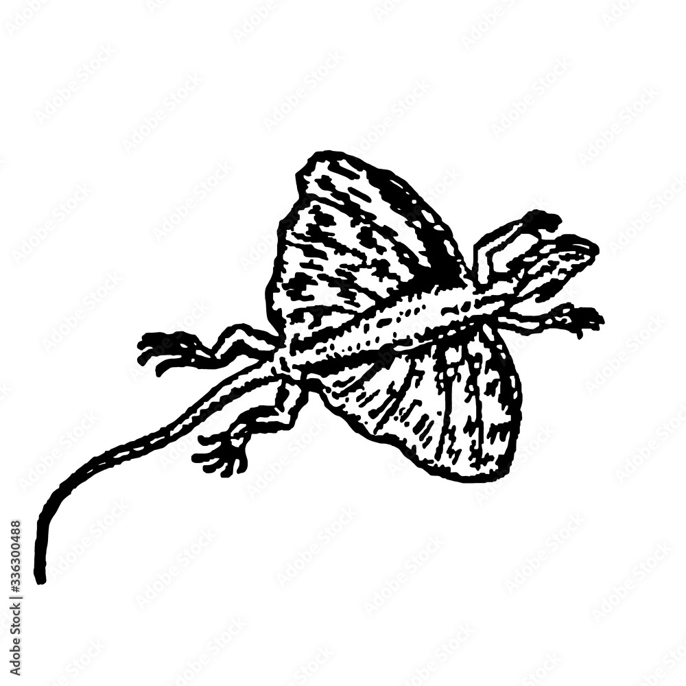 Hand drawn digital illustration of flying dragons lizard isolated on white background Hand drawn digital illustration of flying dragons lizard isolated on white background