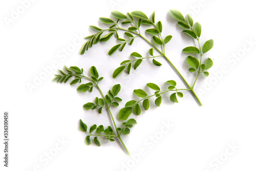 Green branch of moringa leaves on white background isolate 