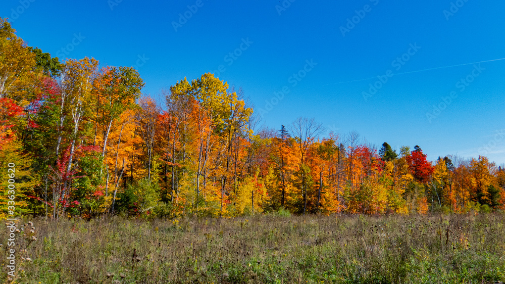 Bright view of a lot of colorful trees from the exterior of a forest during a beautiful day of autumn in Canada.
