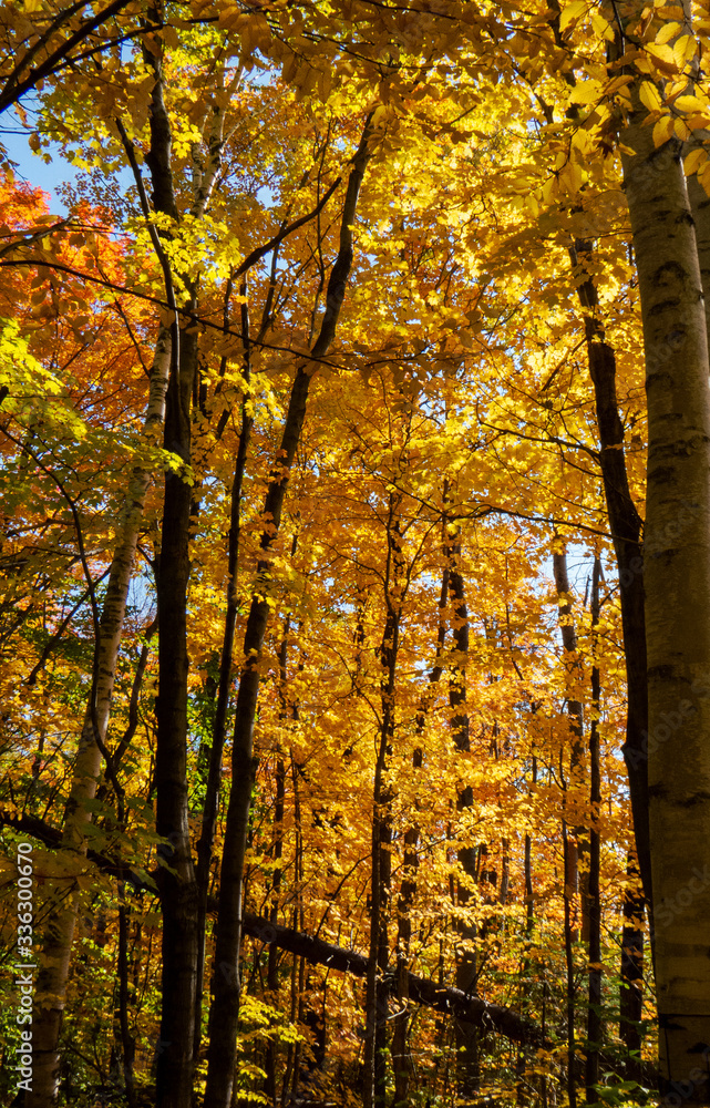 Yellow and orange autumn trees with beautiful leaves during a bright day in a young Canadian forest. Yellow and orange autumn trees with beautiful leaves during a bright day in a young Canadian forest.