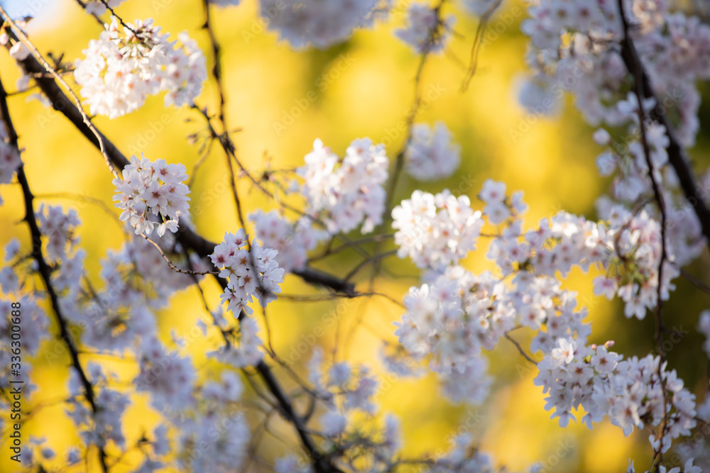 Fototapeta premium 桜