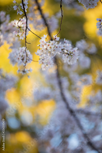 桜 © reikaphoto
