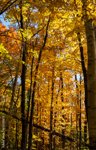 Yellow and orange autumn trees with beautiful leaves during a bright day in a young Canadian forest.