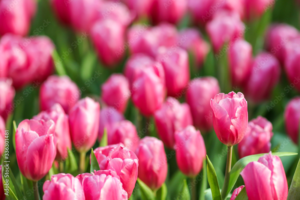 Beautiful tulip flowers with blured background in the garden. Pink tulip flowers.