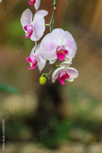 Orchid flowers with blured nature copyspace background.