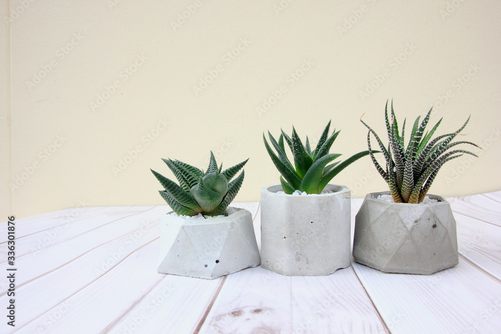 Succulent plants in cement pot on wood background,for background. Succulent plants in cement pot on wood background,for background.