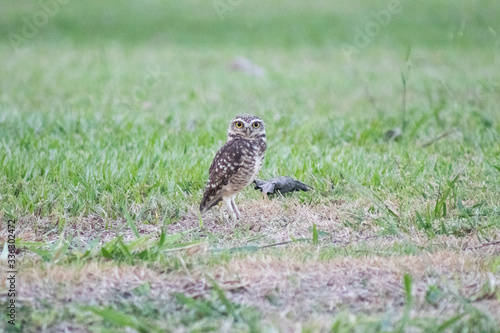 Burrowing owl (Athene cunicularia/Speotyto cunicularia) on the lawn