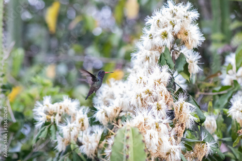 White-chinned Sapphire (beija-flor-roxo). Hylocharis cyanus. Seeking the nectar of flowers. photo