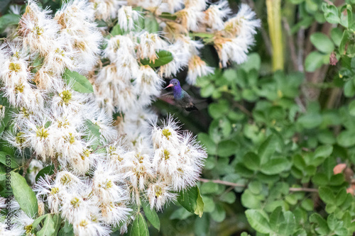 White-chinned Sapphire (beija-flor-roxo). Hylocharis cyanus. Seeking the nectar of flowers.