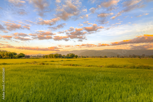 Agriculture green rice field under sunset sky and mountain back at contryside. farm, growth and agriculture concept.