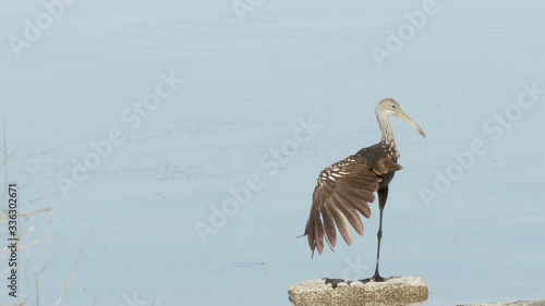 A wading Limpkin bird stretches his wing on Lake Jesup near Orlando Florida photo