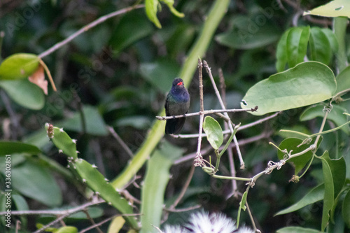 White-chinned Sapphire (beija-flor-roxo). Hylocharis cyanus. On the branch. photo