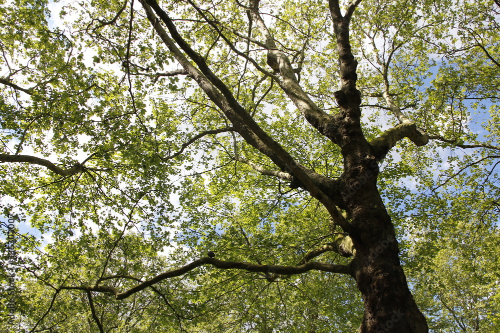 Spring view of Silver Maple Trees in a sunny day, Green Park, London Spring view of Silver Maple Trees in a sunny day, Green Park, London