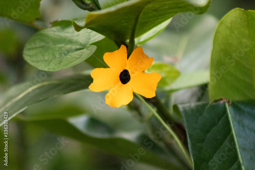 Flower Black-eyed Susan vine  Thunbergia alata  in the garden