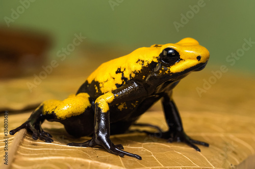 Closeup of a golden poison frog "blackfoot" on leaf litter in front of a green background