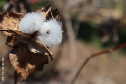 A clean white cotton ball that had broken out of its pod on the tree and it has a black seed inside. 