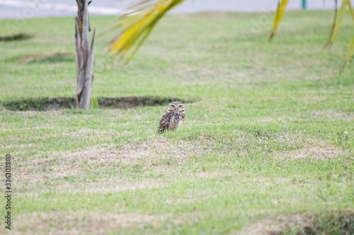 Burrowing owl (Athene cunicularia/Speotyto cunicularia) on the lawn photo