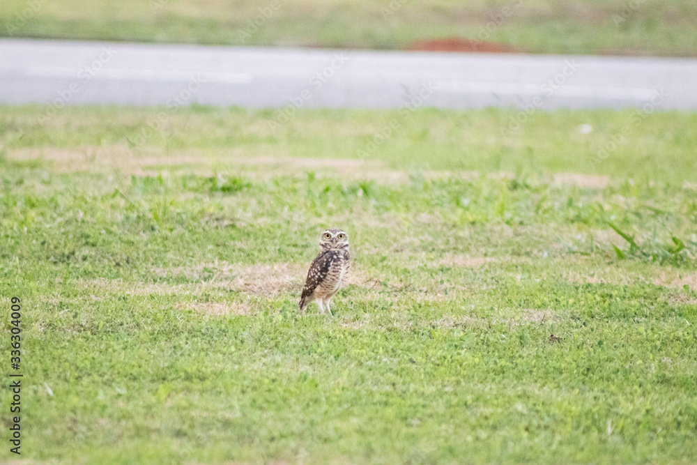 Burrowing owl (Athene cunicularia/Speotyto cunicularia) on the lawn Burrowing owl (Athene cunicularia/Speotyto cunicularia) on the lawn
