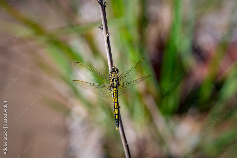 Dragonfly Dragonfly