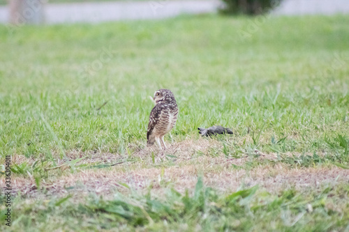 Burrowing owl (Athene cunicularia/Speotyto cunicularia) on the lawn © Appreciate