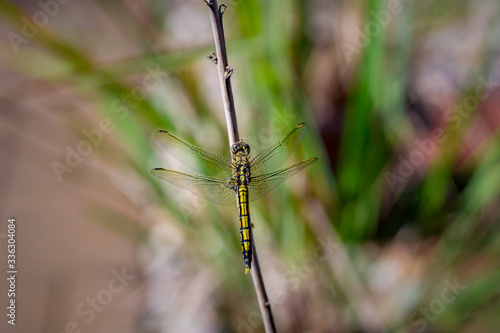Dragonfly  © Matthew