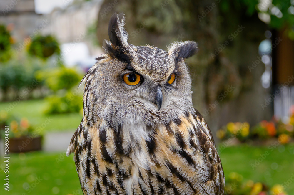 Fototapeta premium Eurasian Eagle Owl