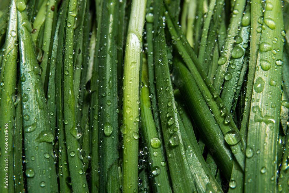 green grass with water drops green grass with water drops