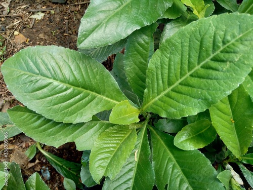 Sonchus Arvensis (Perennial sow, field milk thistle, field sowthistle, perennial sow-thistle, corn sow thistle, dindle, gutweed, swine thistle, tree sow thistle). Beneficial for wounds, cancer, cough.