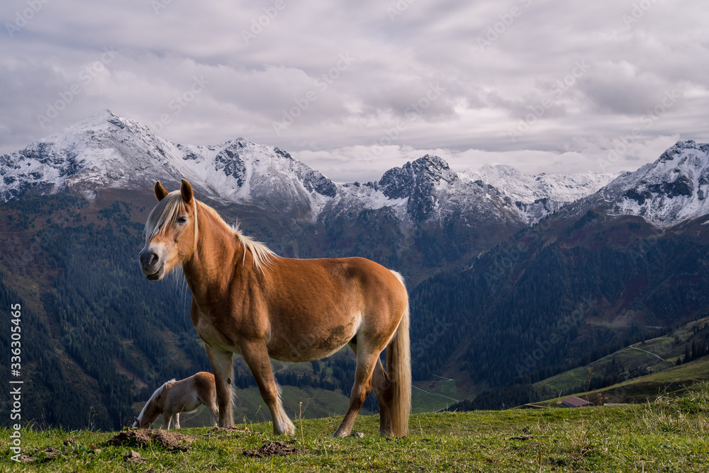 Horses grazing high up in the beautiful alpine mountains of Austria near the town of Alpach
