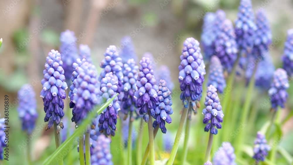 Grape hyacinth swinging in the wind. Muscari neglectum. Purle flower. Grape hyacinth swinging in the wind. Muscari neglectum. Purle flower.