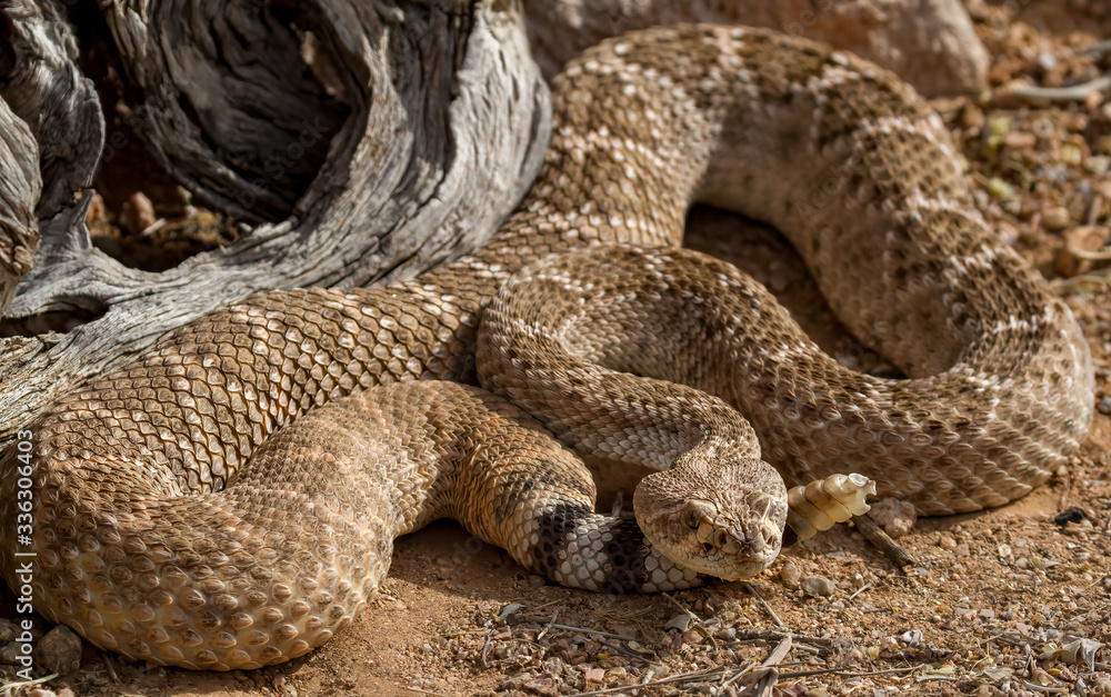 Obraz premium Natures wonders ,a snake basking in the light