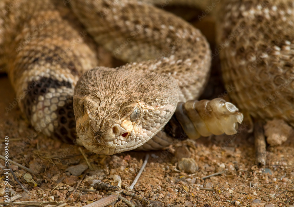 Fototapeta premium A very close shot of a snake with rattle ready