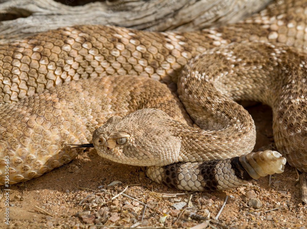 a rattle snake with tongue testing the air a rattle snake with tongue testing the air
