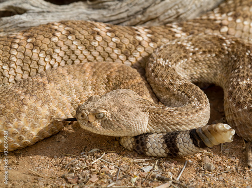 a rattle snake with tongue testing the air