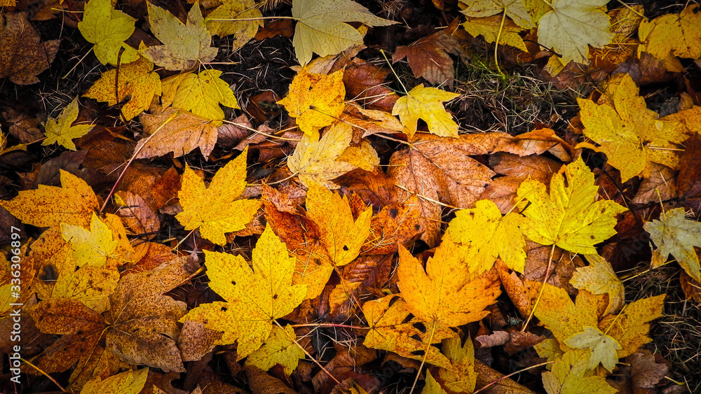 Yellow autumnal leaves as nature background. Yellow autumnal leaves as nature background.