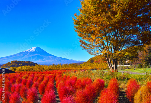 秋晴れの河口湖。大石公園に咲く深紅に紅葉したコキアと富士山