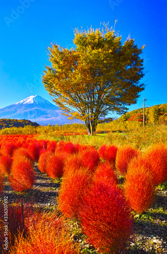 秋晴れの河口湖。大石公園に咲く深紅に紅葉したコキアと富士山