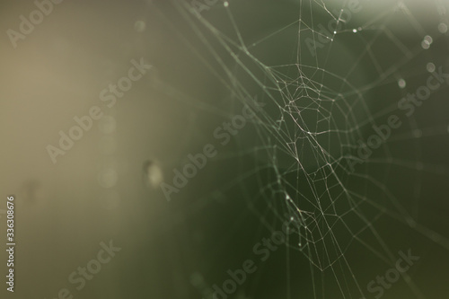 Spiderweb or cobweb outdoors on a cold rainy day. Macro photo or close up picture of a cobweb made by spider on a dark green background. © Anze